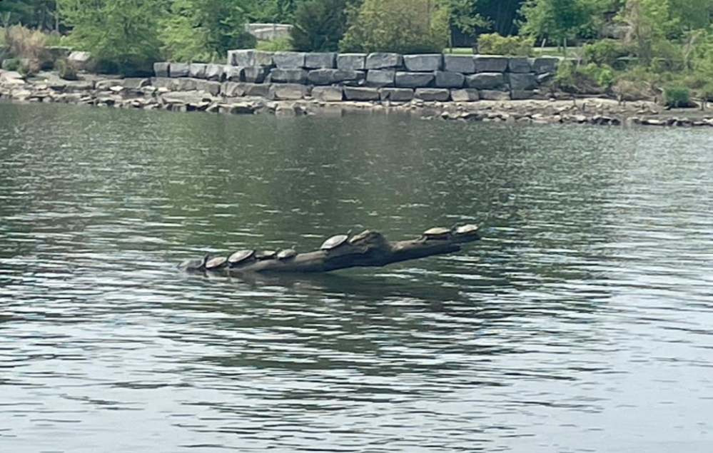 A row of turtles basking on a fallen log in the Potomac, with a stone retaining wall visible on the far shore.