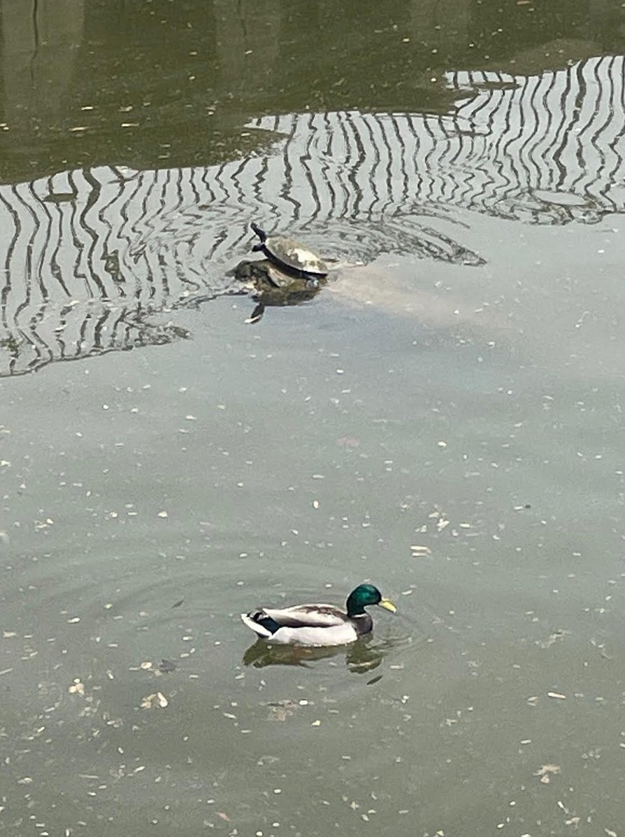 A turtle and a mallard share a stretch of the Potomac River in Alexandria.